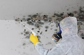 Forensic Mold Investigation in Bertram, TX